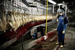 Slagtemetoder. På kyllingeslagteriet Danpo i Nordjylland bliver kyllingerne - ligesom på næsten alle andre danske slagterier - halalslagtet. 