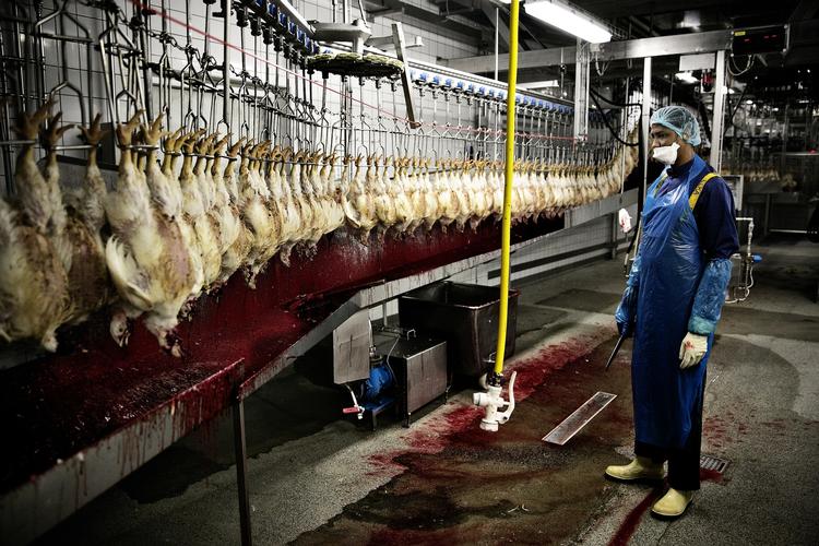 Slagtemetoder. På kyllingeslagteriet Danpo i Nordjylland bliver kyllingerne - ligesom på næsten alle andre danske slagterier - halalslagtet. 