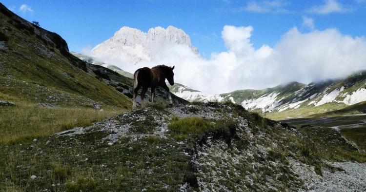 Stejl. Corno Grande-bjergtinden eller 'Store Horn' i baggrunden er med sine 2.912 m for de rutinerede vandrere, og den lille vildhesteplag holder sig da også nede på græsarealerne. 