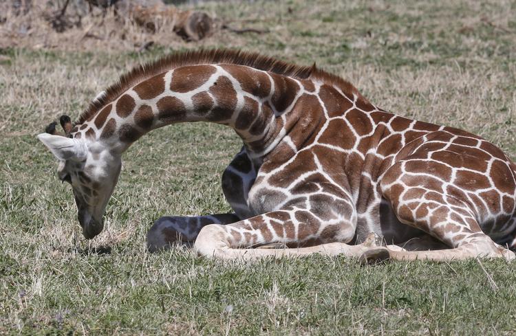 Kyah. Den seks måneder gamle girafunge Kyah risikerer at dø, hvis ikke hun bliver opereret. 