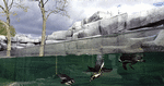 Dyreglæde. Efter en årelang renovering genåbner Vincennes Zoo i Paris. Til glæde for disse pingviner, der har fået mere plads at boltre sig på. 