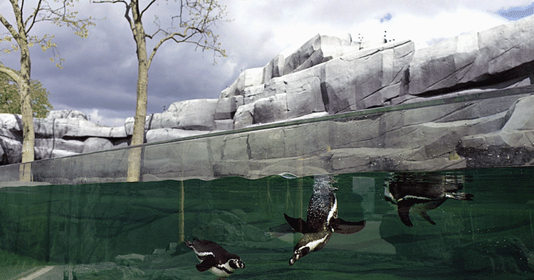 Dyreglæde. Efter en årelang renovering genåbner Vincennes Zoo i Paris. Til glæde for disse pingviner, der har fået mere plads at boltre sig på. 