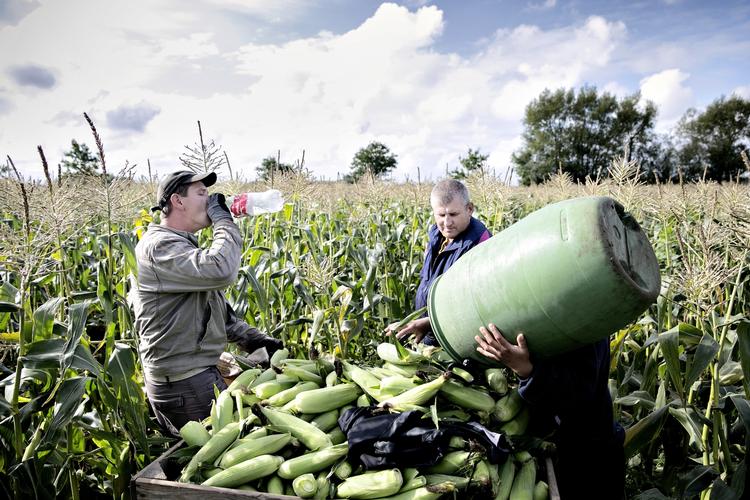 Overskudsforretning. Østeuropæerne bruger færre velfærdsydelser, men mange af landbrugsarbejderen Andrejs (tv) kolleger andre steder i Danmark får under mindstelønnen. 