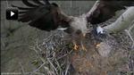webtv: Havørne-tv: Se den lille havørneunge få føde for første gang