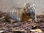 Truet En tigerunge i Aalborg Zoo er død efter en ulykke under leg. 