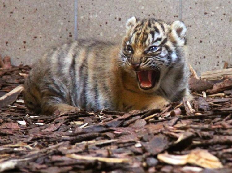 Truet En tigerunge i Aalborg Zoo er død efter en ulykke under leg. 