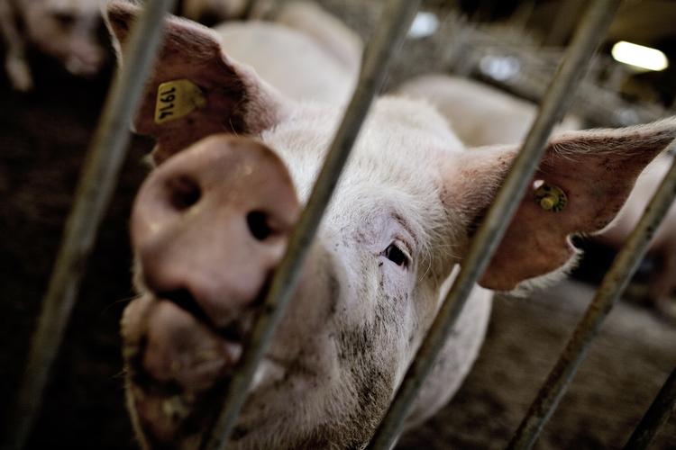 Dyrevelfærd. Fødevareministeren sætter penge af til at forbedre forholdene for svin. 