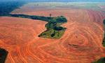 Skovrydning. Dette område i Brasilien blev for nogle år siden ryddet for regnskov af sojafarmere. I 2013 blev der globalt dyrket soja på mere end en million kvadratkilometer. Dyrkningen er fortsat stigende. Under 5 procent af den samlede sojadyrkning var certificeret ansvarlig i 2013. 