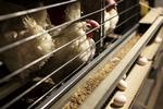 Afnæbning. Daggamle kyllinger i skrabe- og frilandshøneklasserne bliver i dag hængt op i halsen og kørt igennem en maskine, som varmer spidsen af deres næb så meget op, at den falder af efter et par dage uden at vokse ud igen. Den praksis kan snart være slut. 