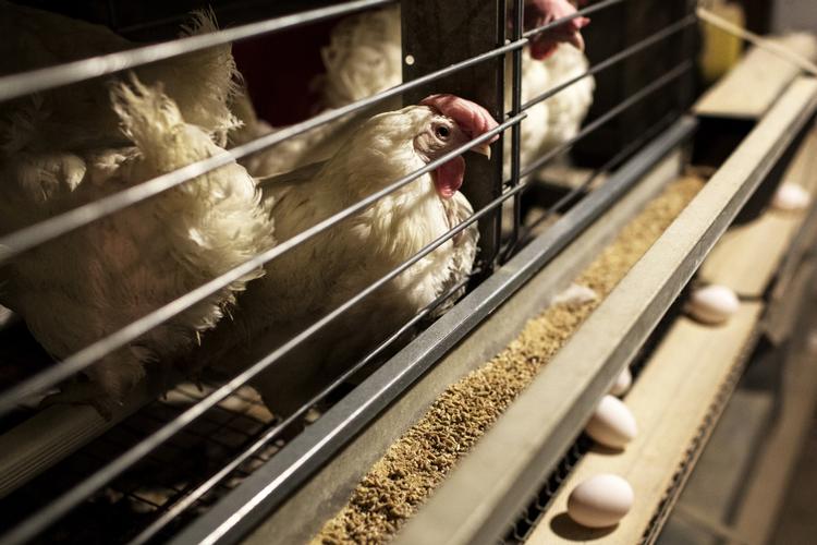 Afnæbning. Daggamle kyllinger i skrabe- og frilandshøneklasserne bliver i dag hængt op i halsen og kørt igennem en maskine, som varmer spidsen af deres næb så meget op, at den falder af efter et par dage uden at vokse ud igen. Den praksis kan snart være slut. 