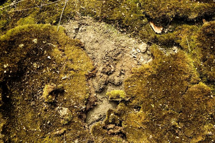 LÅN. Husejere med forurenede grunde skal kunne få lån, så deres jord hurtigt kan renses, foreslår miljøministeren. her ses jord ved Esrum Sø, der er så forurenet, at der kun gros mos og græs. 