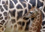 Girafdød. København Zoo mistede i søndags en kun fire dage gammel girafunge. Årsagen til, at den døde, er ved at blive undersøgt. Ungen på billedet er fra Leipzig Zoo i Tyskland. 