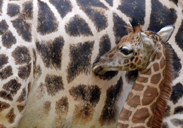 Girafdød. København Zoo mistede i søndags en kun fire dage gammel girafunge. Årsagen til, at den døde, er ved at blive undersøgt. Ungen på billedet er fra Leipzig Zoo i Tyskland. 