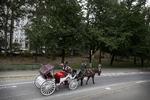 IKONISK. Hestevognene i Central park er et af New Yorks mest yndede motiver. 