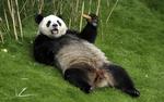 Panda. Det er ikke mange zoologiske haver uden for Kina forundt at kunne fremvise en kæmpepanda. 