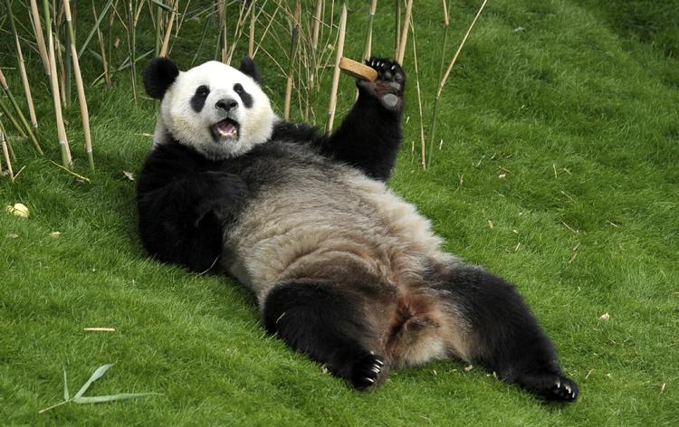 Panda. Det er ikke mange zoologiske haver uden for Kina forundt at kunne fremvise en kæmpepanda. 