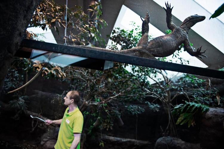 Nyt dyr. Et terrarium i Vissenbjerg på Fyn er kommet med i et internationalt avlsprogram for den truede øgle, komodovaranen. De ansatte skal også passe på sig selv, for det er et rovdyr, der er flyttet ind. - Foto: 