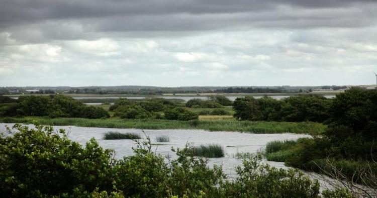 VOKSEVÆRK. Skjern Å fordeler sig i fire løb ud i Ringkøbing Fjor, og deltaet vokser hele tiden ud i fjorden, men der vil gå lang tid, inden man kan cykle til Hvide Sande. 