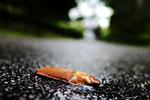 mosforsager. Dræbersnegle kan ikke lide dødt mos, har en havemand fundet ud af ved et tilfælde. 
