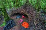dyrebolig. Arkitekten bag denne nøje planlagte bolig er vogelkopløvhyttefuglen, som bor på Ny Guinea i Indonesien. 