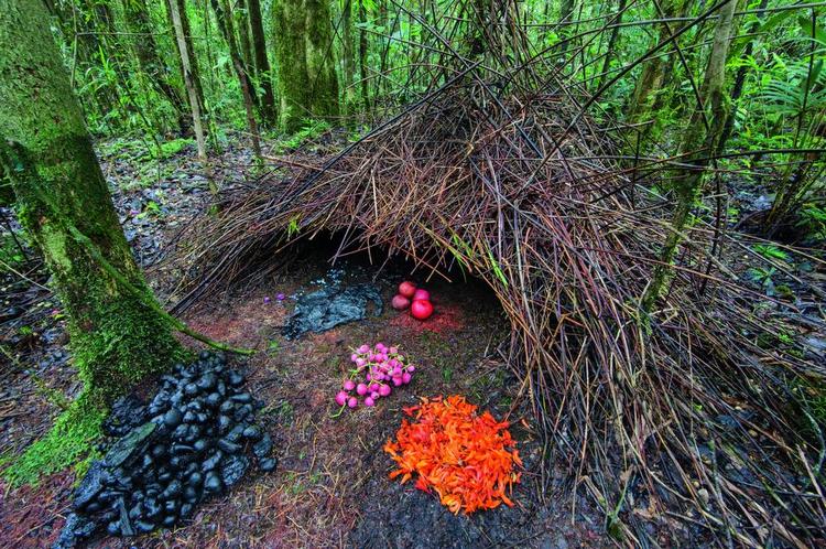 dyrebolig. Arkitekten bag denne nøje planlagte bolig er vogelkopløvhyttefuglen, som bor på Ny Guinea i Indonesien. 