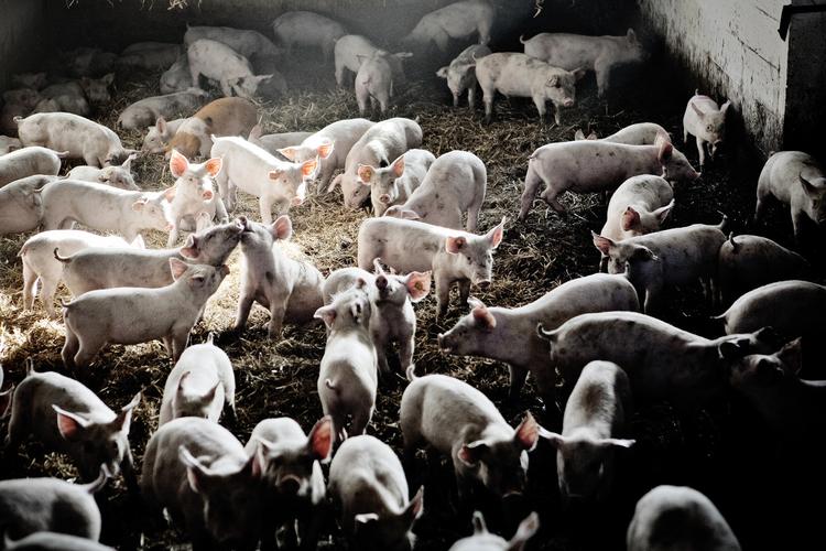 Svineeksport i Danmark lider under Russisk importstop. 