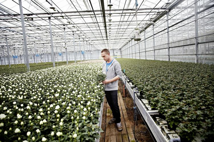 AFGIFTER. Selvom den særlige PSO-afgift, der lægges på virksomheders elregning, nu ser ud til at blive lettet, er fremtiden for Anders Eskelunds gartneri ikke nødvendigvis i Danmark. 