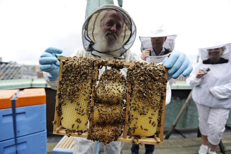 Biavler. Lasse Christensen har tidligere været hjemløs i et lille års tid. I dag bor han på herberg og har sine egne bier, ligesom han hjælper med at passe bier for Københavns Bybi Forening. Foto: Jens Dresling 