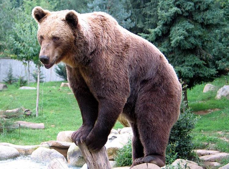 Overfaldet. En 80-årig svensker fik nær bidt øret af, da han blev angrebet af en bjørn på sin fisketur. Han tager oplevelsen med ro. Foto: Wikimedia Commons 
