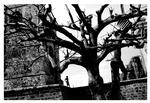 ph olesen haiyan
