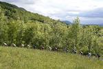 bjergrigt. Giroen har nu for alvor bevæget sig ind i bjergene, hvor der forestår et nyt stort slag i dag. 