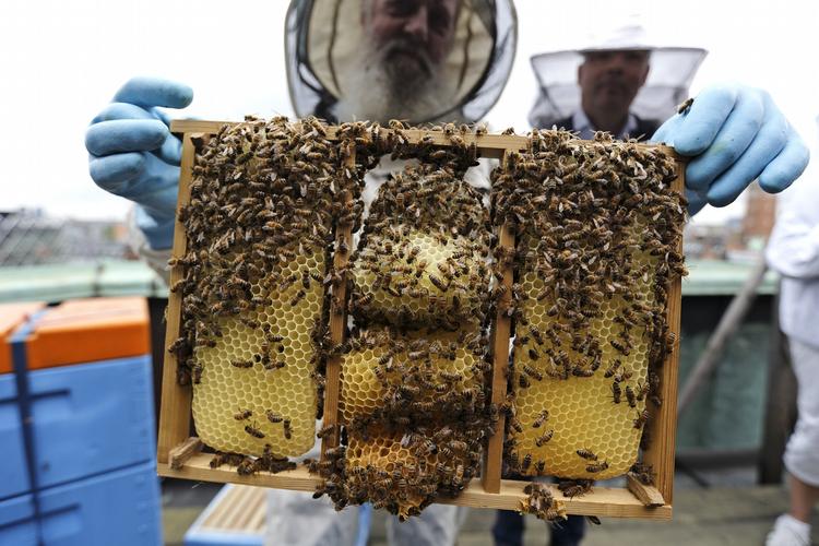 nedtur. Ifølge de officielle skøn er der 150.000 bifamilier tilbage i Danmark, og det er et fald på 20.000 siden 2009. Nogle mener, at der kun er halvt så mange tilbage. 