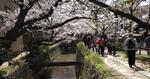Tankevirksomhed. Filosofstien ved sølvtemplet i Kyoto er et dejligt sted at tænke dybt over tilværelsen. 