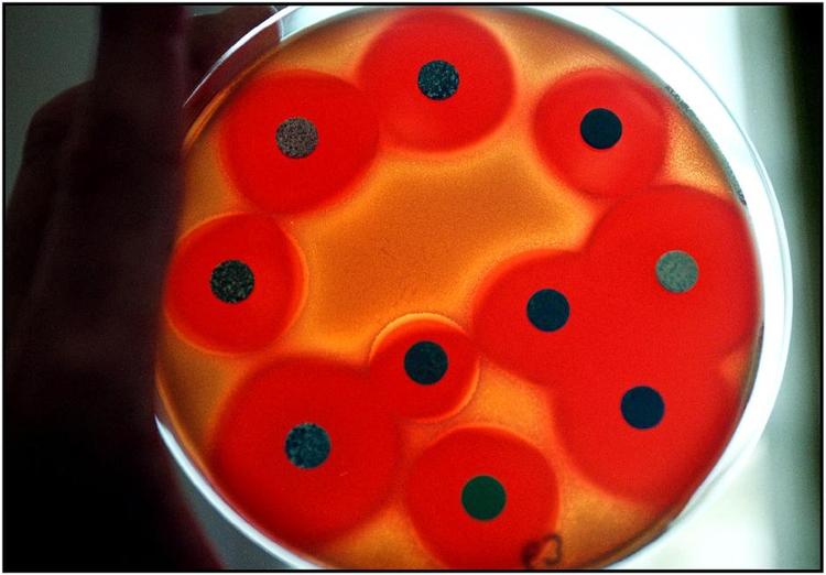 Antobiotika. Stafylokokker undergsøges for antibiotika resistens. Det sorte er en tablet med antibiotika, det røde er hæmningszonen og det orange er bakterievæksten. 