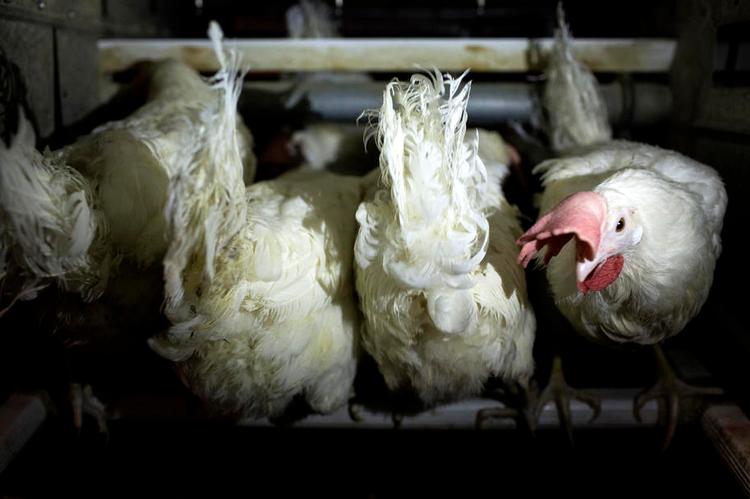 Næbsikret. Fra 1. juli kan alle høns i ægproduktionen beholde næbbet. Det er bedre både for hønsene og for branchens rygte. Og så er der penge at spare. 