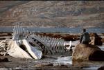 Havuhyret. Skelettet af en strandet hval antager symbolsk styrke i den russiske film 'Leviathan', hvor Bibelens frygtelige havuhyre kobles sammen med statsmagten i Putins Rusland. 