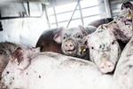 TRANSPORT. Hvis slagteriet på Bornholm ender med at lukke, kommer slagtesvinene på lidt af en køretur. De skal nemlig fragtes til Ringsted, hvor et slagteri venter. 