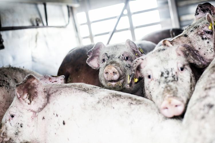 TRANSPORT. Hvis slagteriet på Bornholm ender med at lukke, kommer slagtesvinene på lidt af en køretur. De skal nemlig fragtes til Ringsted, hvor et slagteri venter. 