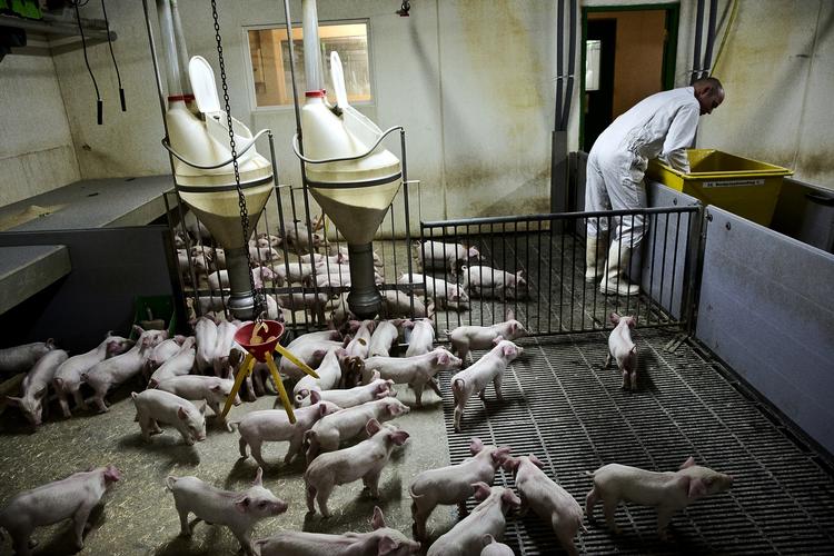 svinebakterier. Siden 2012 er fire danskere, der så vidt vides ikke har haft nogen kontakt med landbruget, døde som følge af blodforgiftning forårsaget af de resistente svinebakterier. 