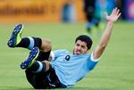 nede. Luis Suárez er kendt for teatralsk at vide sig i smerte for at få frispark, men nu er han faktisk skadet op til VM. Foto: Martin Mejia/AP (arkiv) 