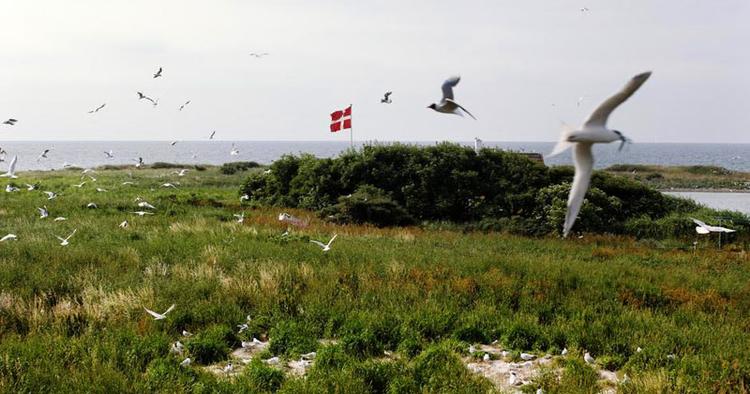 Flyvende. På øgruppen Hirsholmene i Kattegat bor 8.000 hættemåger og 4.000 spitterner, og det udgør ifølge øens forvanter Jens Klingenberg nok Europas største bestand. 