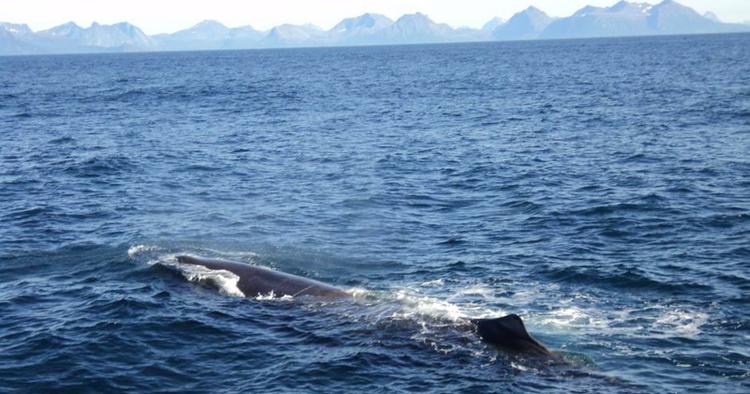 GARANTI. Chancerne for at se hvaler ud for Andøya er så stor, at firmaet Whale Safari har en usædvanlig god garanti. Ser du ikke nogen, får du enten en ny tur eller pengene tilbage, hvis du ikke kan nå det inden hjemrejsen. 