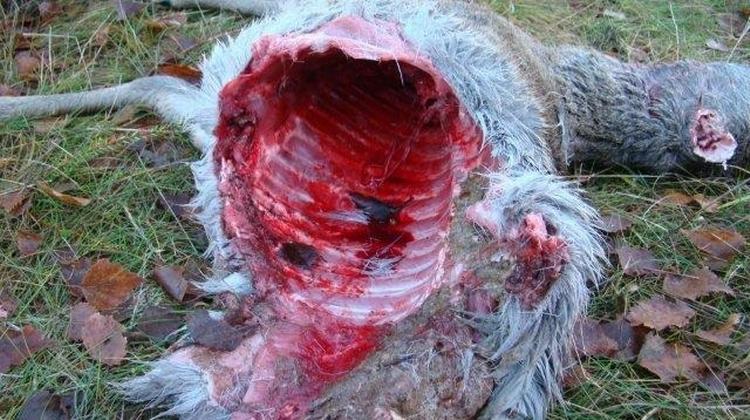 Ulveangreb. En DNA-prøve har netop fastslået, at det er en ulv, som har angrebet dette bukkelam i Vestjylland. 