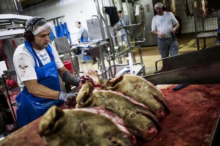 Slagtet. Det bornholmske slagteris sandsynlige endeligt falder i hvert fald tidsmæssigt sammen med, at Danish Crown intensiverer sin indsats i Polen. 