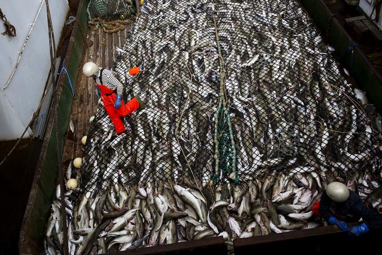 EU og Færøerne er rykket tættere på en løsning om sildekvoter. Her er den  færøske trawler 'Enniberg' på fiskeri efter torsk. 