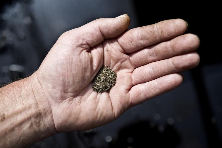 kalorielet. Coca-Cola sætter nu en ny cola i spil baseret på det naturlige sødemiddel stevia - på dansk sukkerblomst. Colaen vil indeholde en tredjedel mindre kalorier end den 'normale'. 