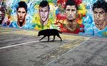 superangribere. En mur i en af favelaerne i Rios udkant er dekoreret med en stribe af fodboldens aktuelle stjerner. Men der skal mere end nogle års succes til, før fodboldfans tager spillerne til sig. Fra venstre ses Messi, der endnu ikke er kommet ud af Maradonas skygge i Argentina, dernæst Brasiliens Neymar, Portugals Ronaldo og endelig Suarez fra Uruguay Arkivfoto: Hassan Ammar/AP 