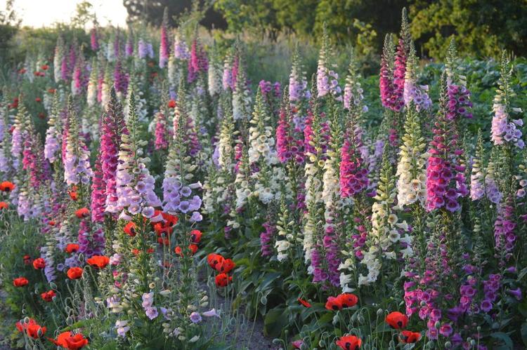 Bøvlet. Digitalis er en lidt bøvlet plante, men smuk, og den er Søren Ryges nye passion. 