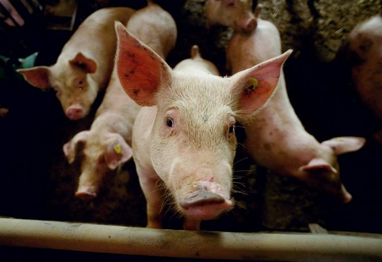 Flæsk. Søde ser de ud, men den danske produktion af over 26 mio. slagtesvin om året er en belastning for miljøet. Minister afviser et Venstre-forslag om at øge produktionen. 