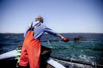 400.000. Så mange tons fisk, ål og muslinger produceres der hvert år i danske hav- og dambrug. Størstedelen eksporteres. 